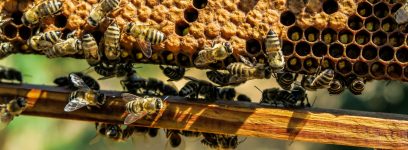 Bienenhaltung und Imkern